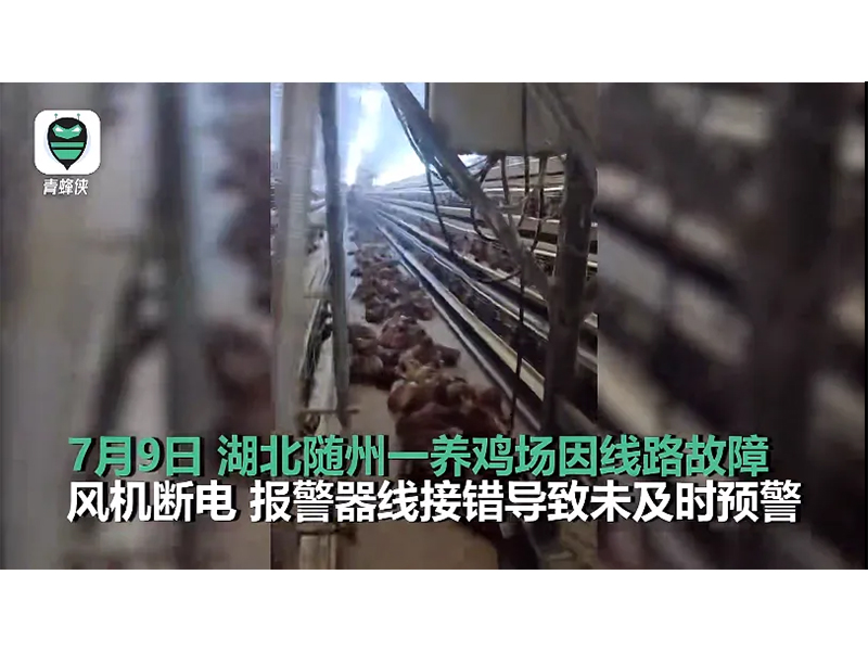 4000只雞被熱死！湖北養(yǎng)雞場停電故障給我們的啟示