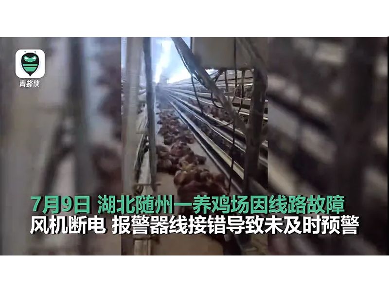 4000只雞被熱死！湖北養(yǎng)雞場停電故障給我們的啟示